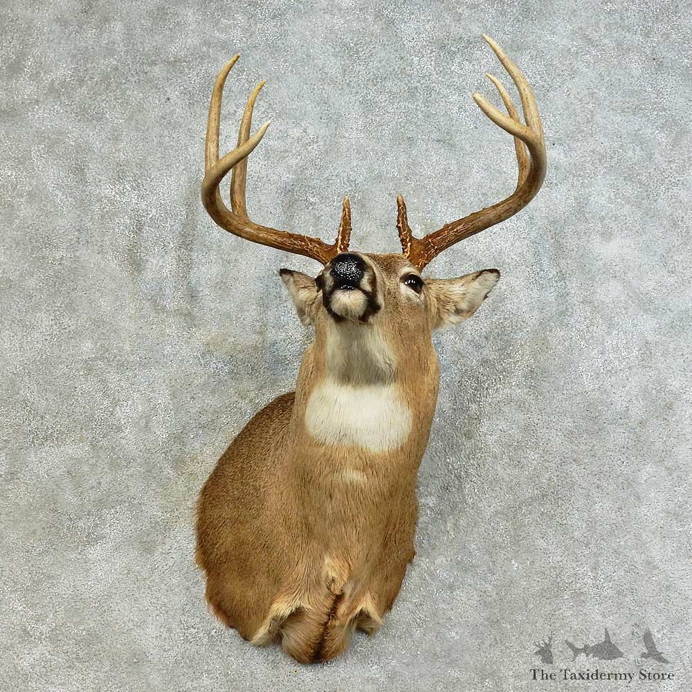 Whitetail Deer Shoulder Mount For Sale #16168 @ The Taxidermy Store