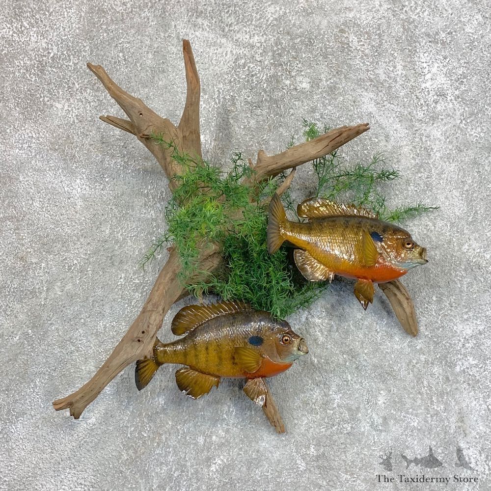 Bluegill Taxidermy Fish Mount #22047 For Sale @ The Taxidermy Store