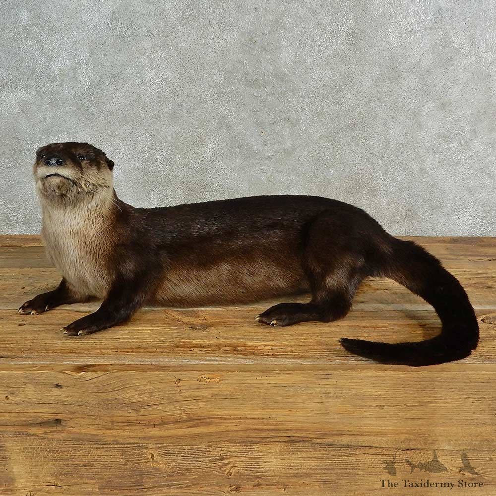 River Otter Life-Size Mount For Sale #17006 @ The Taxidermy Store