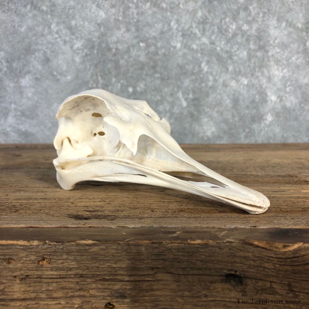 Ostrich Skull Mount For Sale #20358 @ The Taxidermy Store