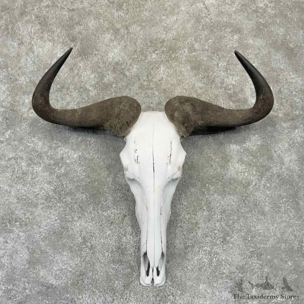 Blue Wildebeest Skull European Mount For Sale #32332 @ The Taxidermy Store