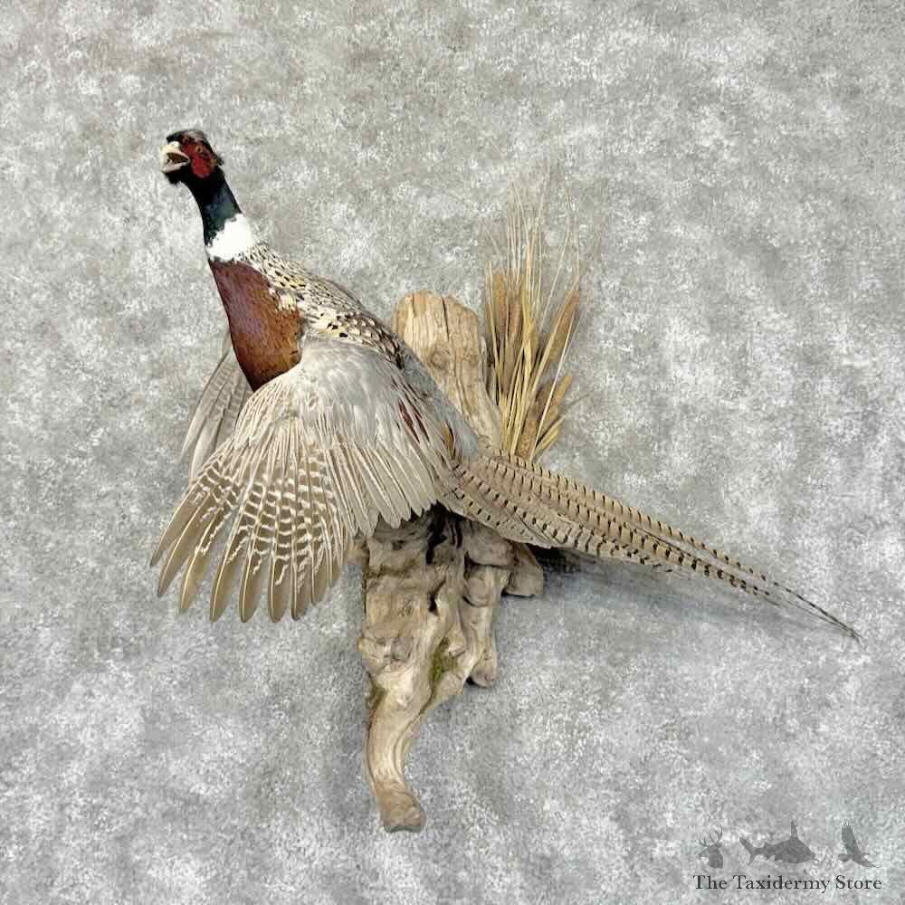 Ringneck Pheasant Bird Mount For Sale #31950 @ The Taxidermy Store
