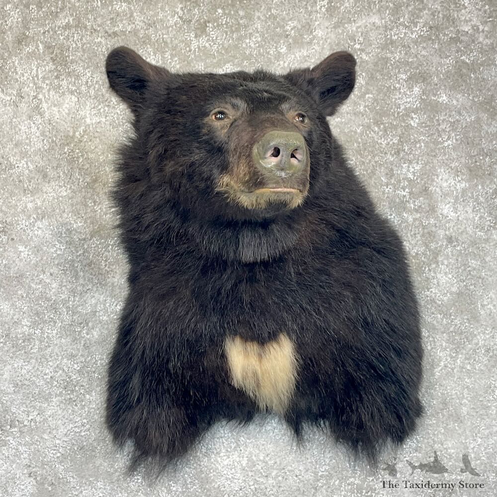 Black Bear Shoulder Mount For Sale #28533 @ The Taxidermy Store
