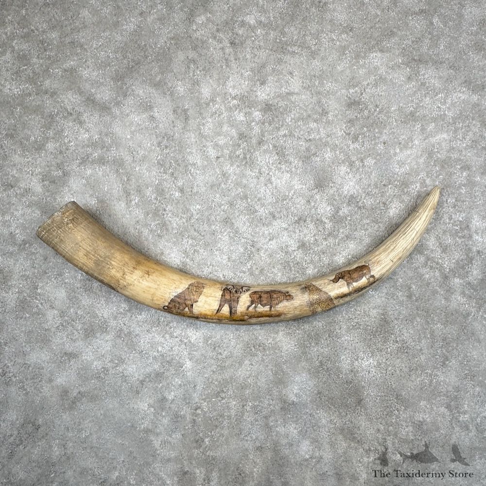 Scrimshaw Elephant Tusk Replica Decor For Sale #30095 @ The Taxidermy Store