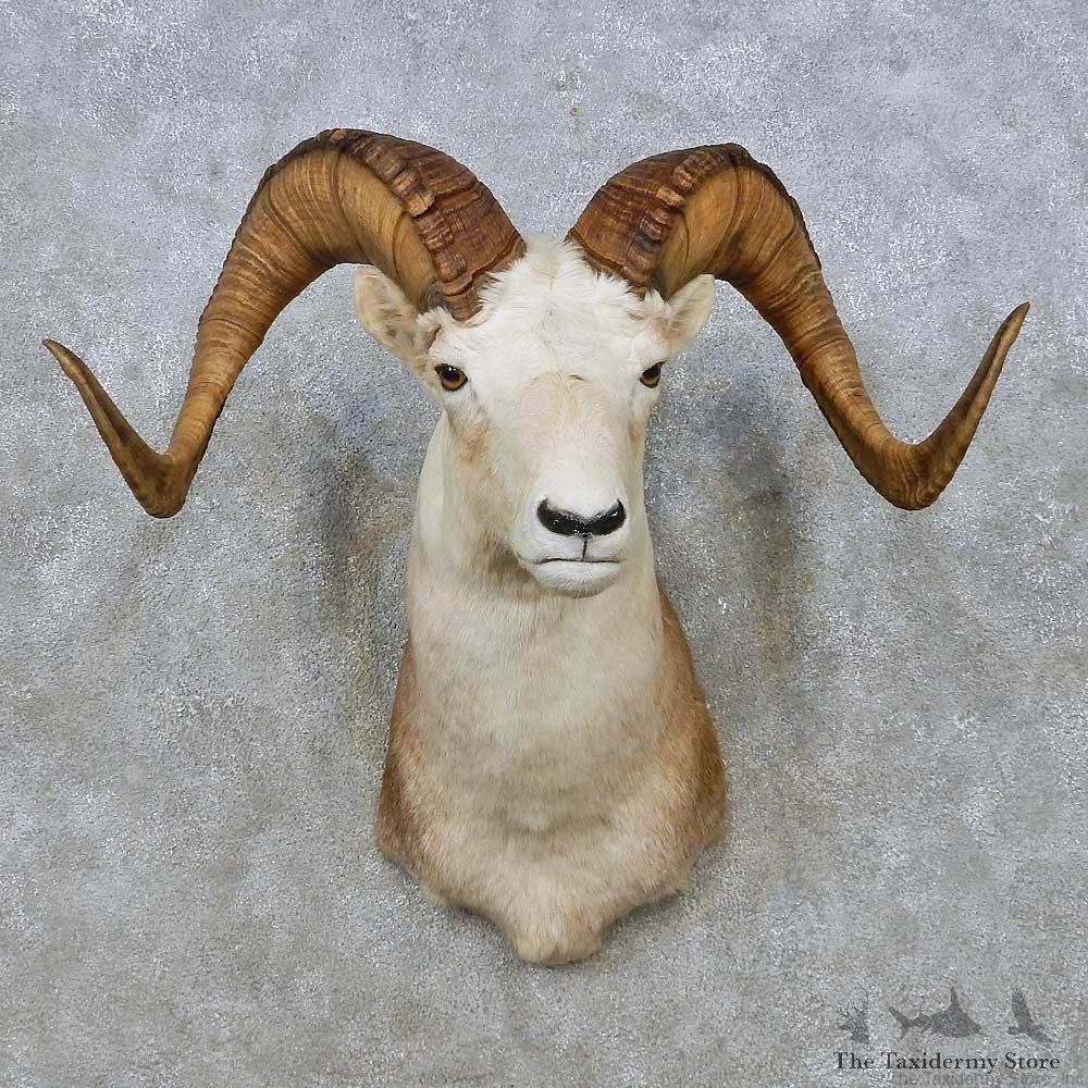 Stone Sheep Shoulder Mount For Sale #15006 @ The Taxidermy Store
