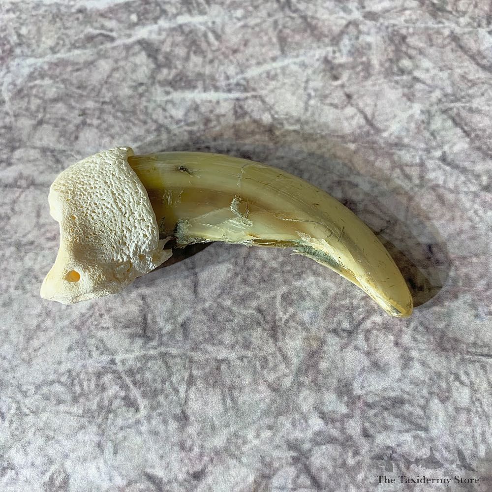 Grizzly Bear Claw For Sale #21891 @ The Taxidermy Store