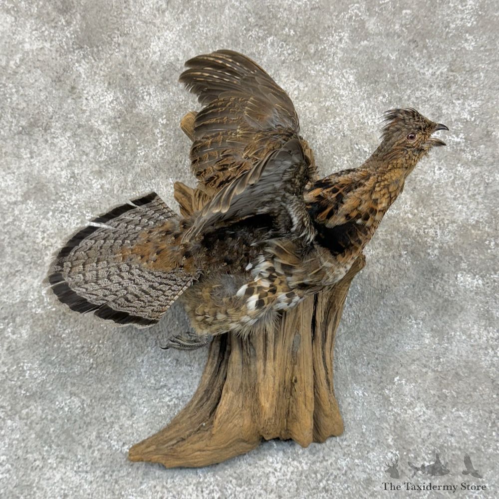 Ruffed Grouse Bird Mount For Sale #29564 @ The Taxidermy Store