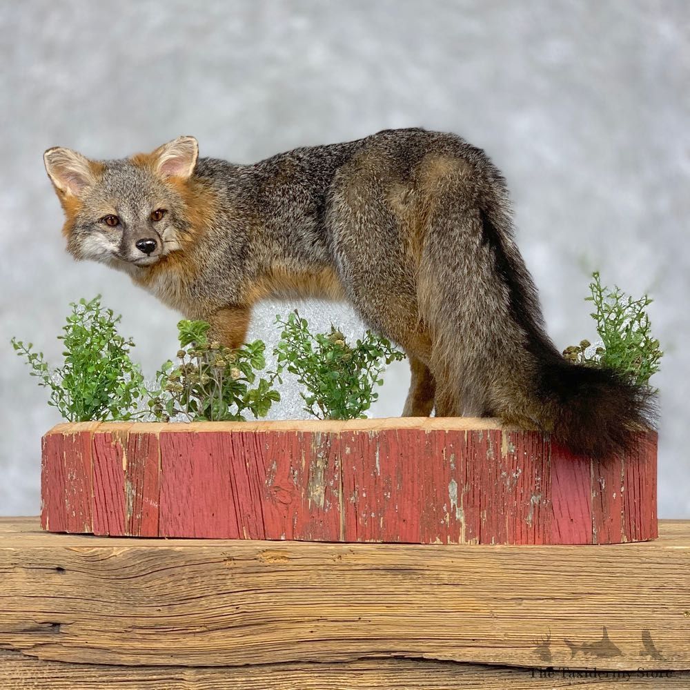 Grey Fox Life-Size Mount For Sale #21401 @ The Taxidermy Store