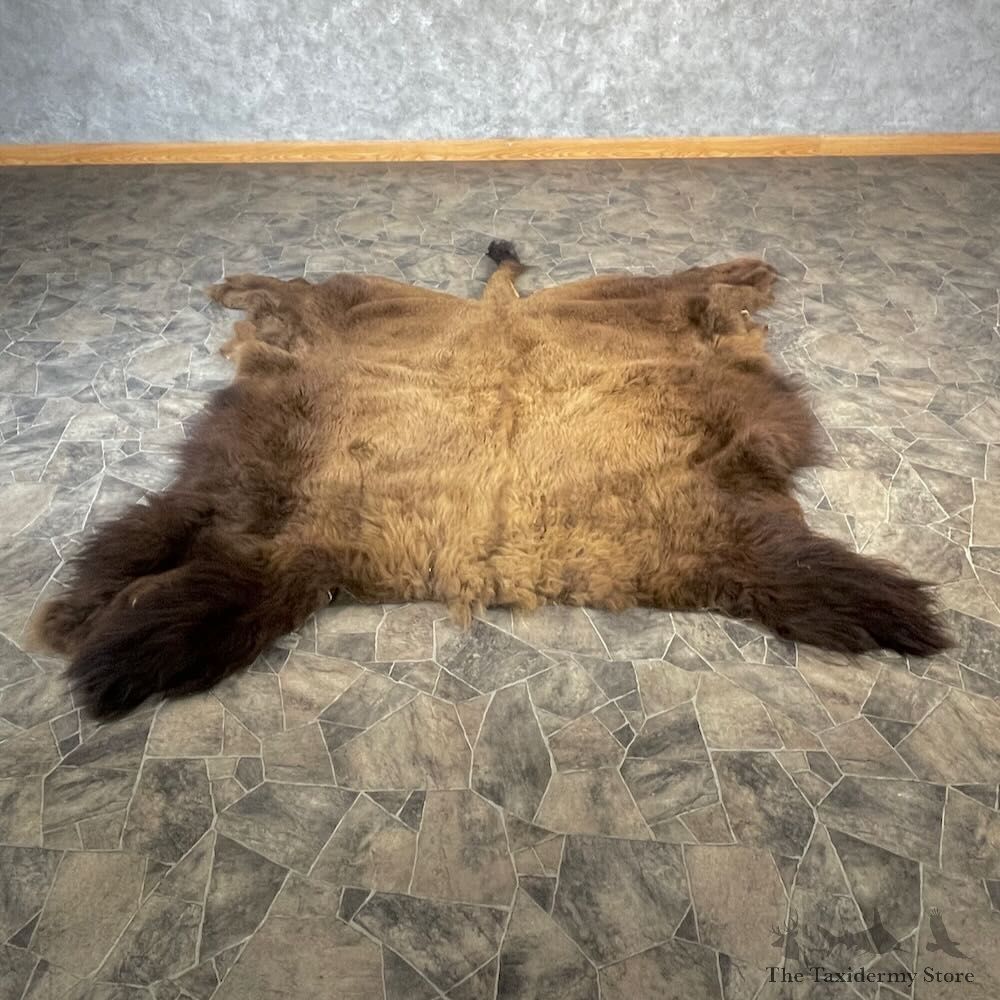 American Buffalo Bison Hide For Sale #27869 - The Taxidermy Store