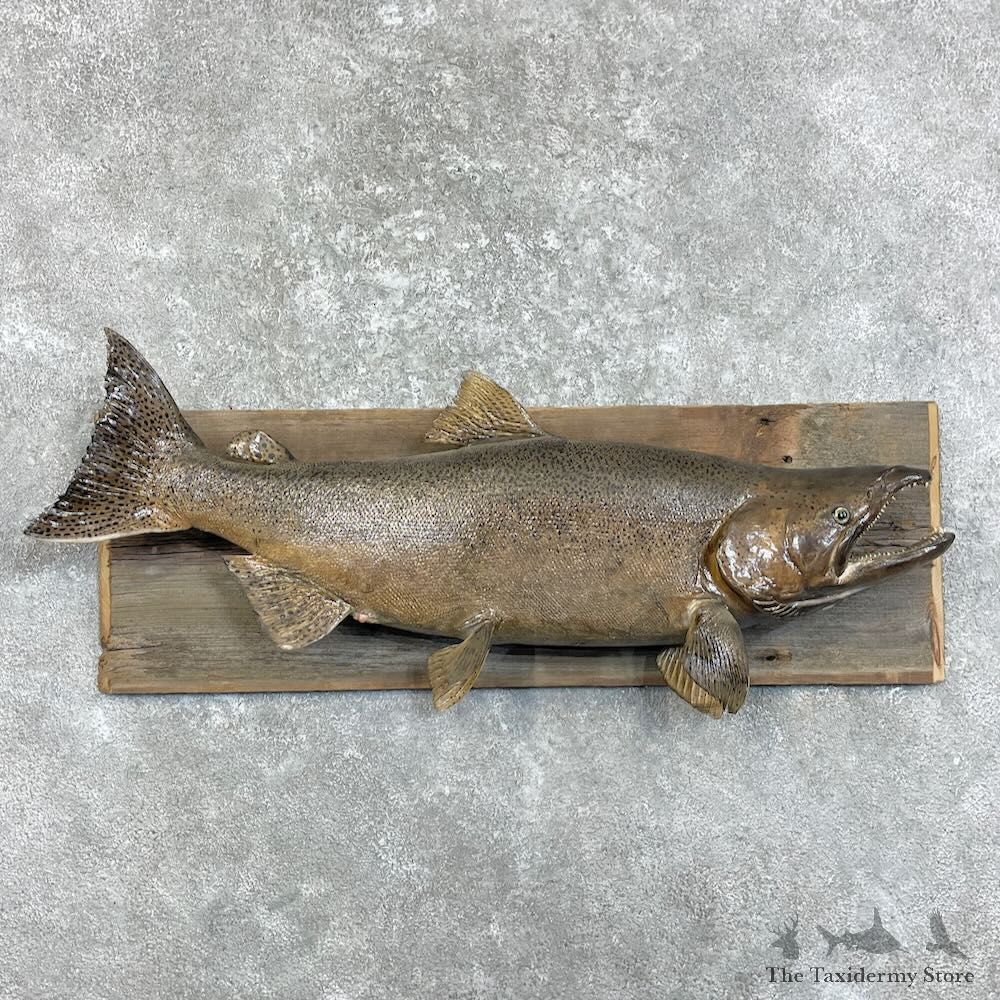 Chinook Salmon Fish Mount For Sale #27952 @ The Taxidermy Store