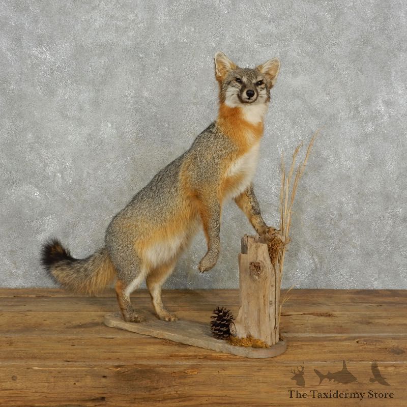 Standing Gray Fox Life Size Taxidermy Mount #17383 For Sale @ The Taxidermy Store