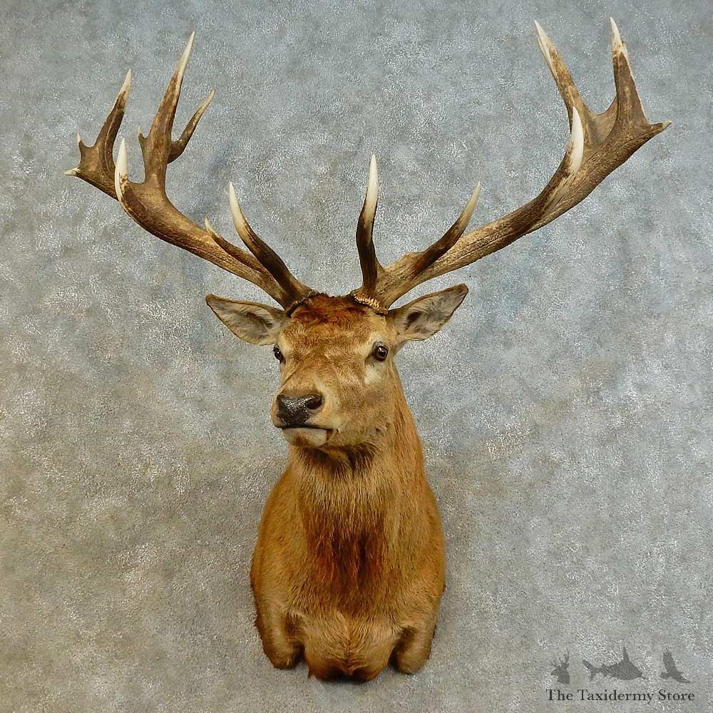 South Pacific Red Stag Shoulder Mount For Sale #16521 @ The Taxidermy Store