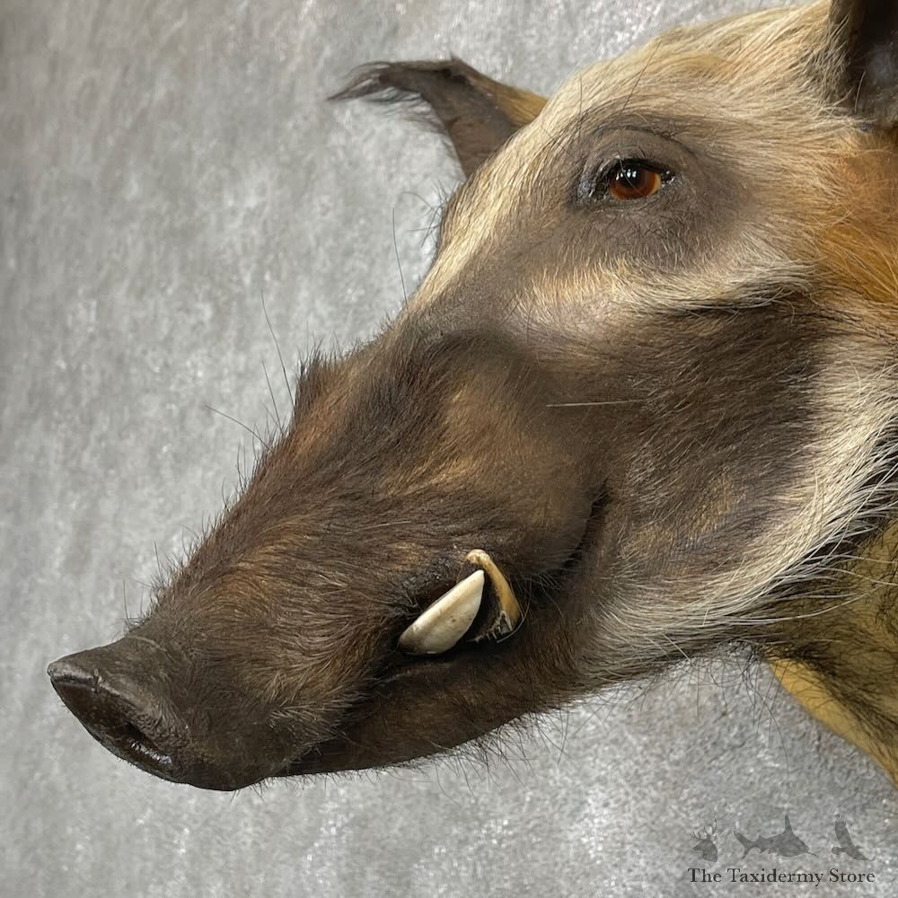 Red River Hog Shoulder Mount For Sale #27421 @ The Taxidermy Store