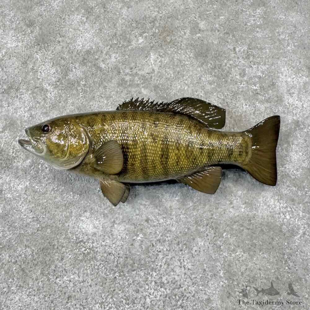 Smallmouth Bass Fish Mount For Sale #31868 @ The Taxidermy Store