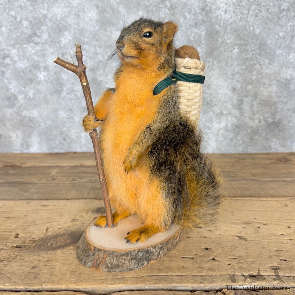 Hiking Fox Squirrel Novelty Mount For Sale #30206 @ The Taxidermy Store