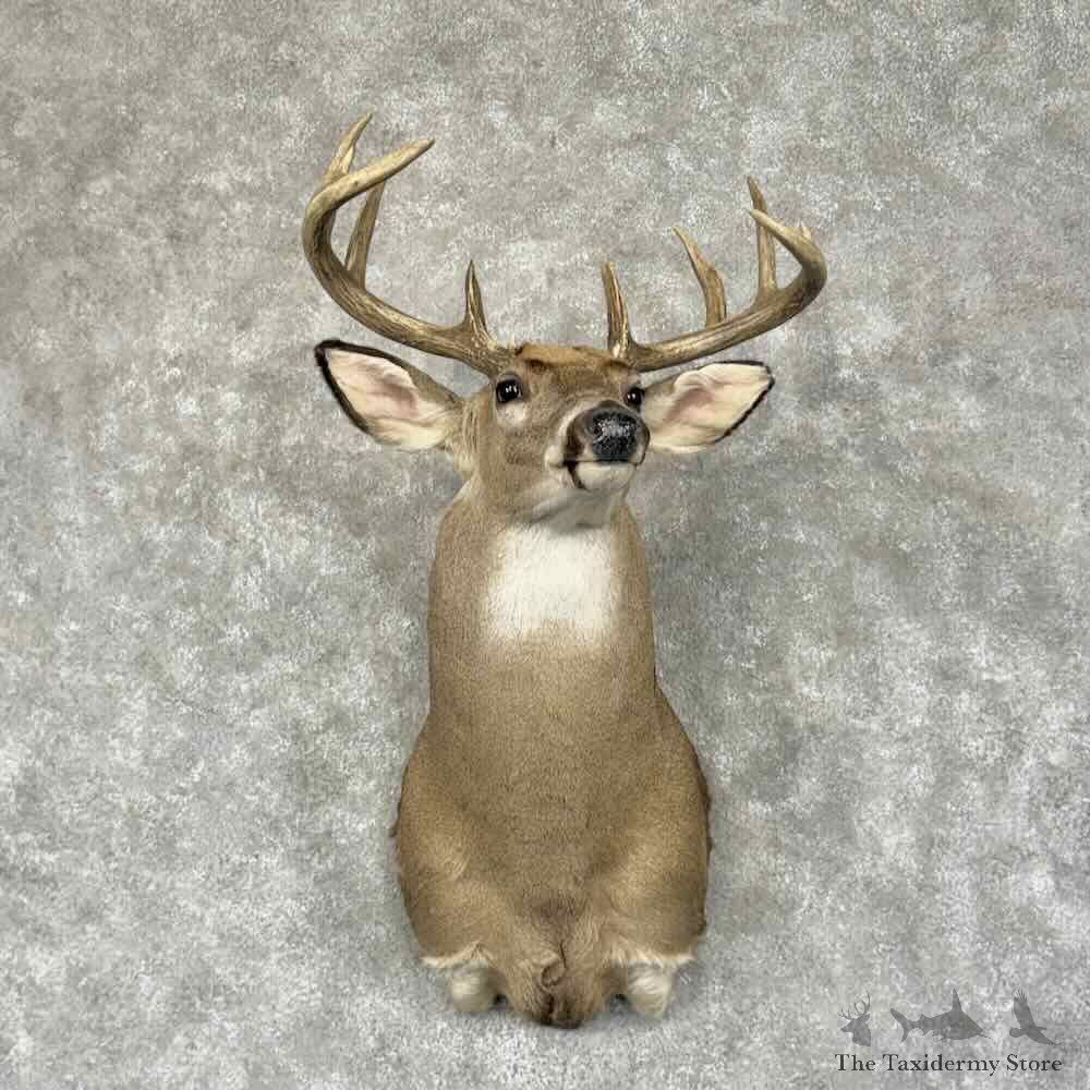 Whitetail Deer Shoulder Mount For Sale #31927 @ The Taxidermy Store