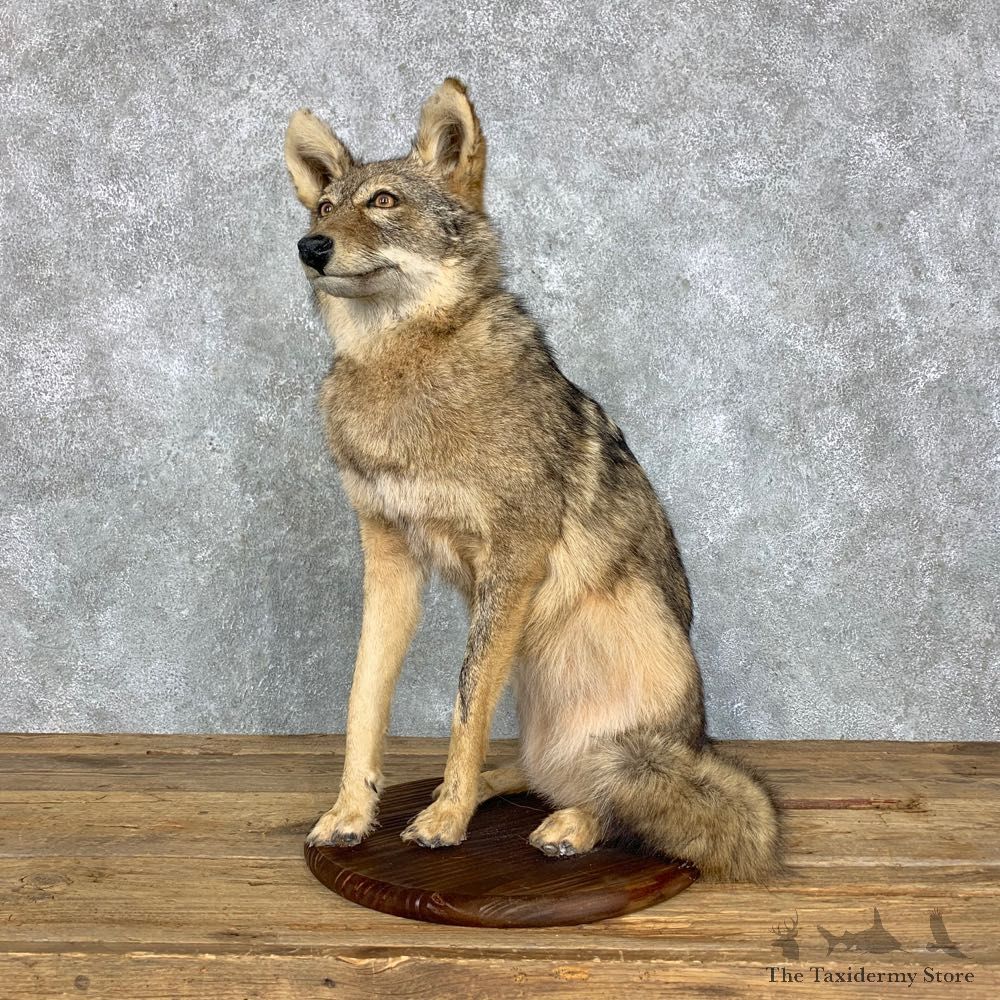 Coyote Life-Size Mount For Sale #23496 @ The Taxidermy Store