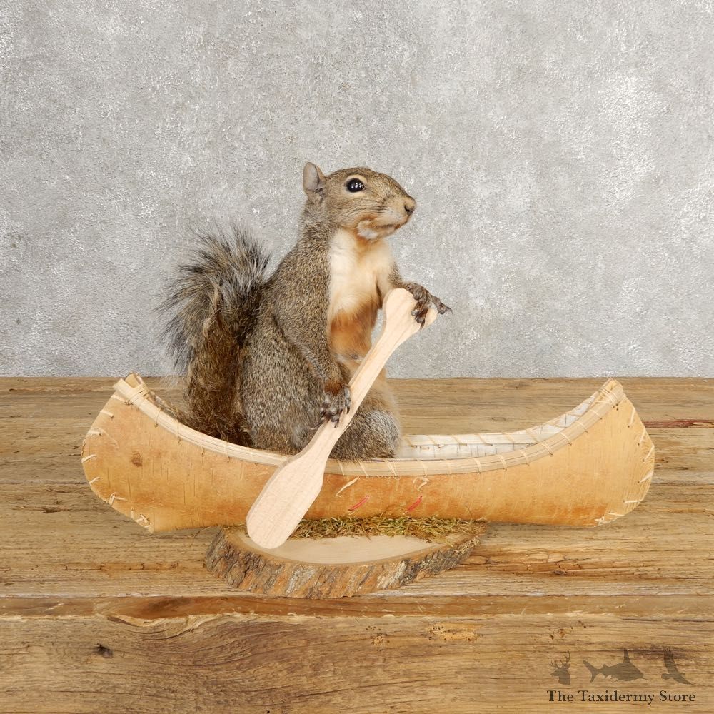 Canoe Grey Squirrel Novelty Mount For Sale #21014 @ The Taxidermy Store