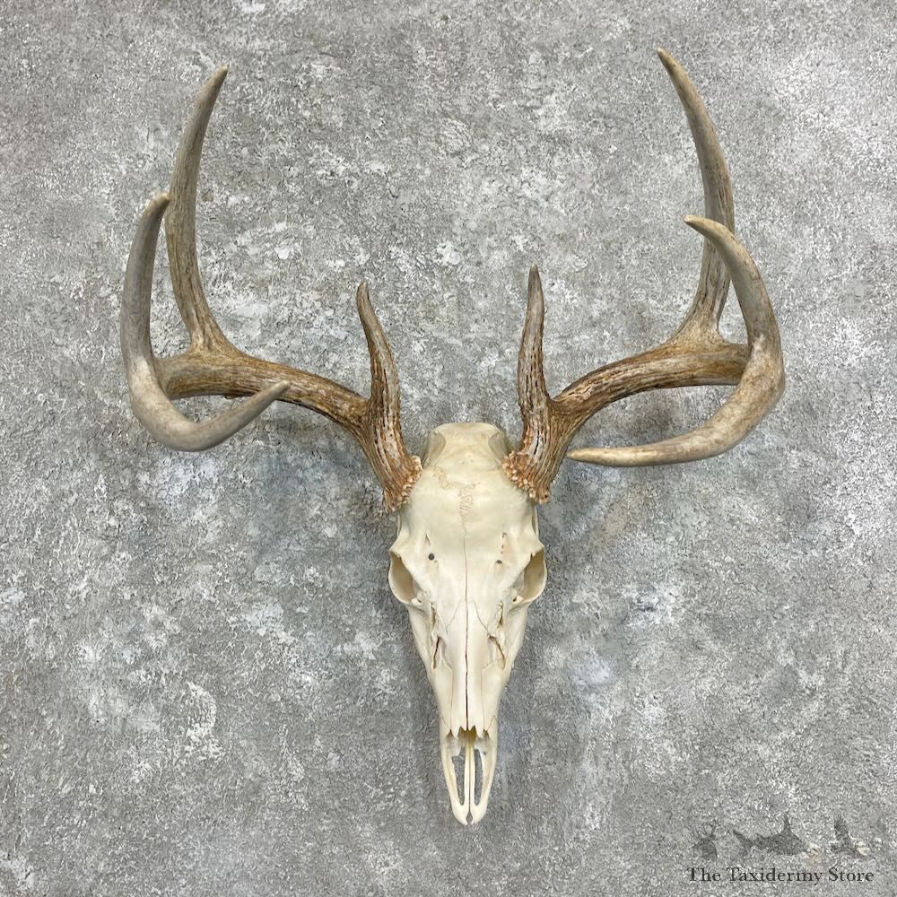Whitetail Deer Skull European Mount For Sale #27922 @ The Taxidermy Store