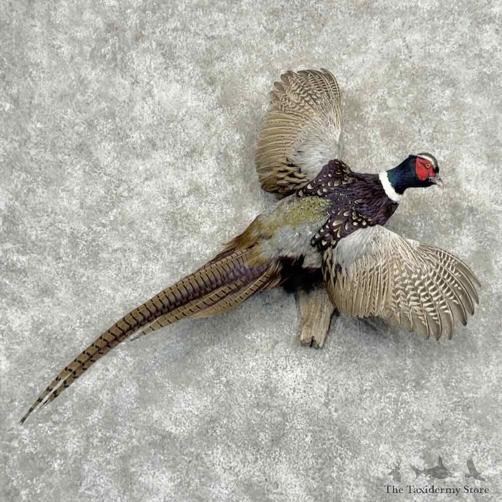 Talish Pheasant Bird Mount For Sale #32187 @ The Taxidermy Store