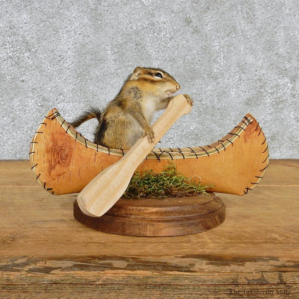 Novelty Canoe Chipmunk Taxidermy Mount #12585 For Sale @ The Taxidermy Store