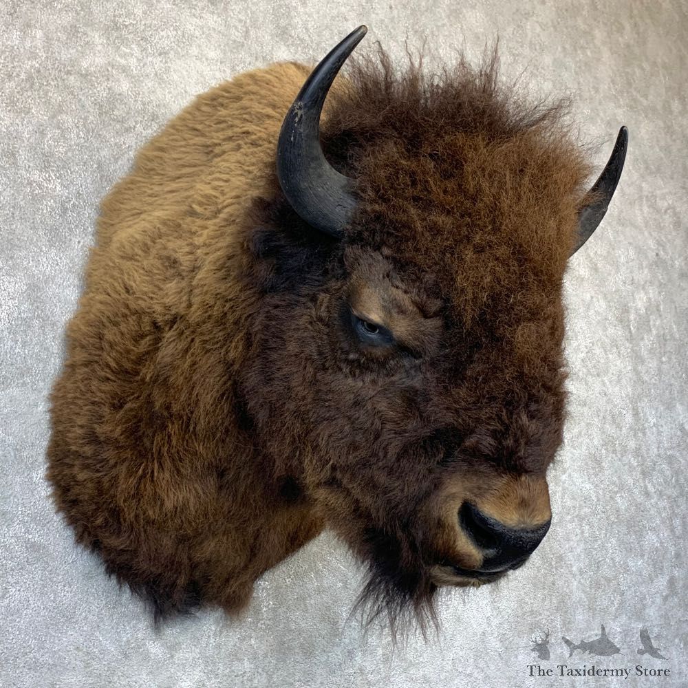 American Buffalo Shoulder Taxidermy Mount For Sale #23210 @ The Taxidermy Store
