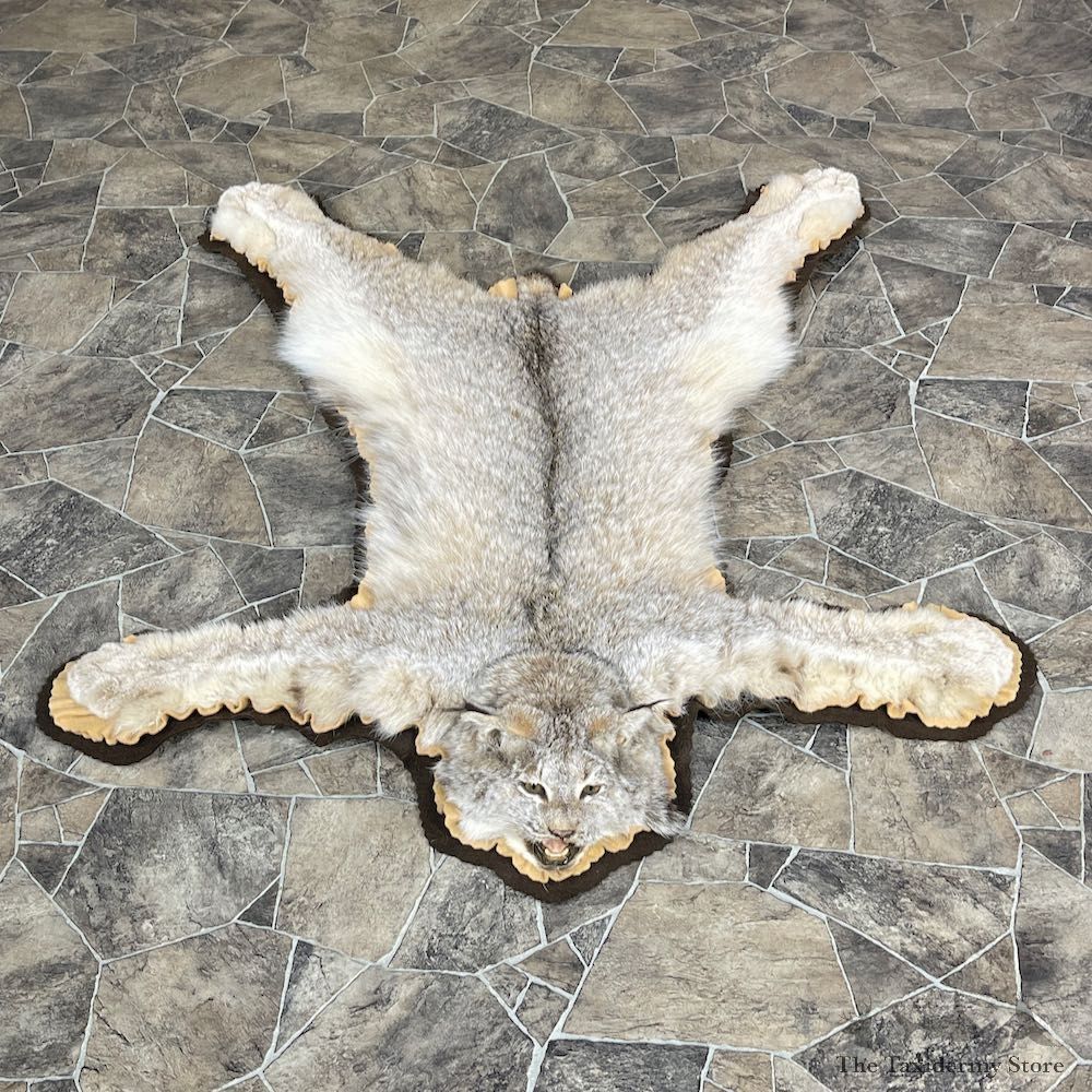 Alaskan Lynx Taxidermy Full-Size Rug Mount For Sale #25263 @ The Taxidermy Store