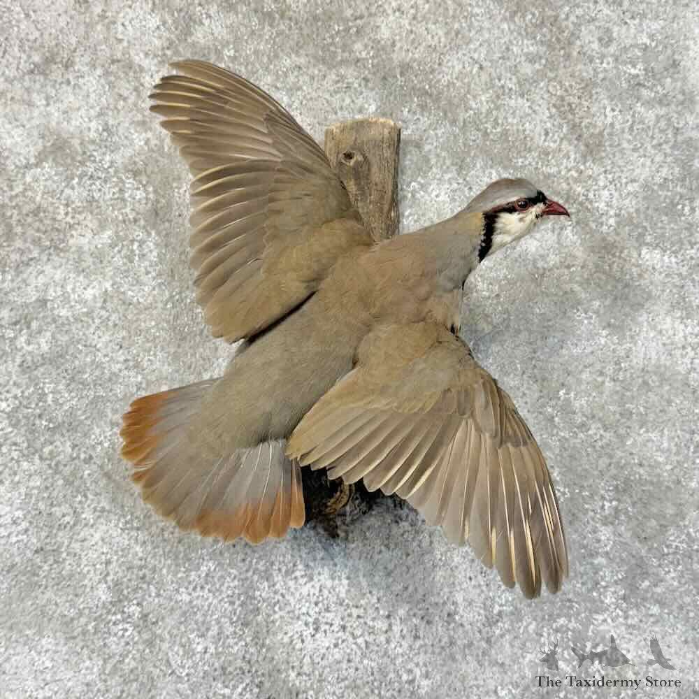Chukar Partridge Life Size Mount For Sale #31250 @ The Taxidermy Store