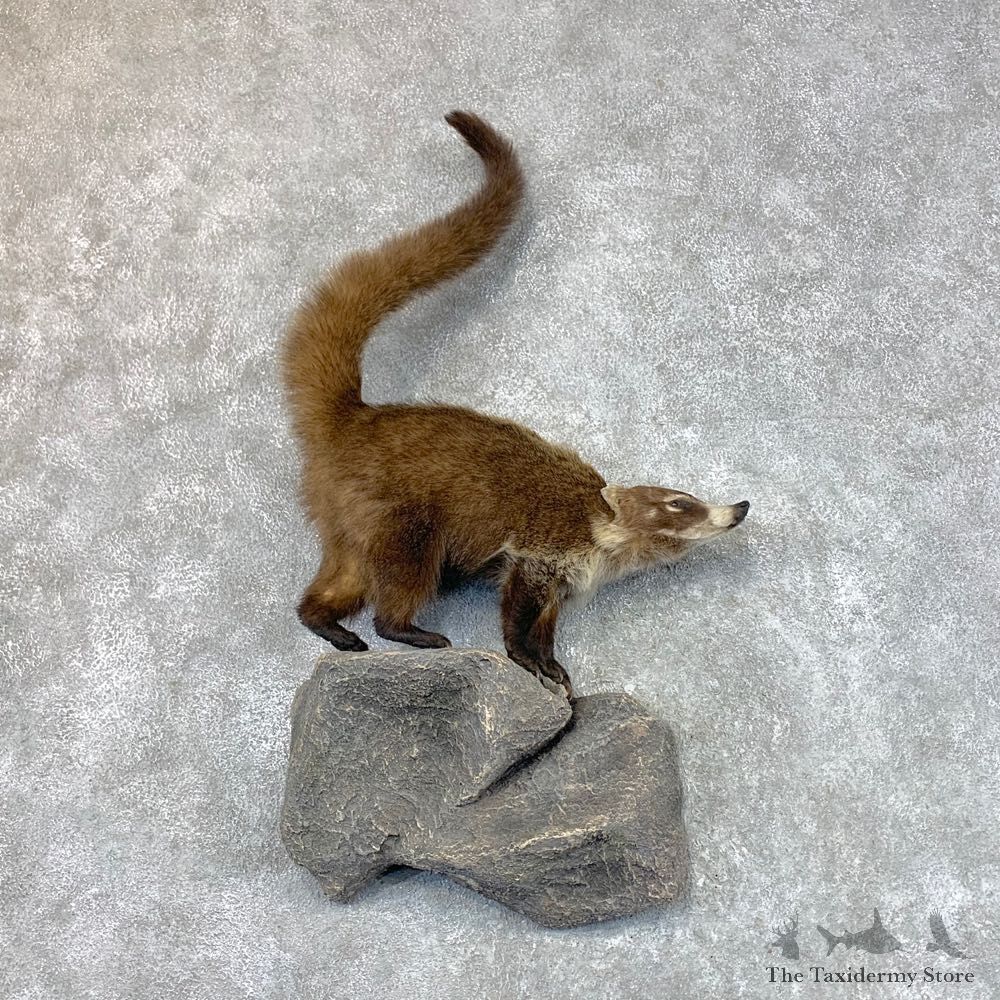Coatimundis Life-Size Mount For Sale #22574 @ The Taxidermy Store