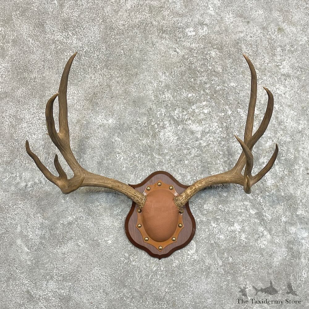 Mule Deer Antler Plaque For Sale #27489 @ The Taxidermy Store