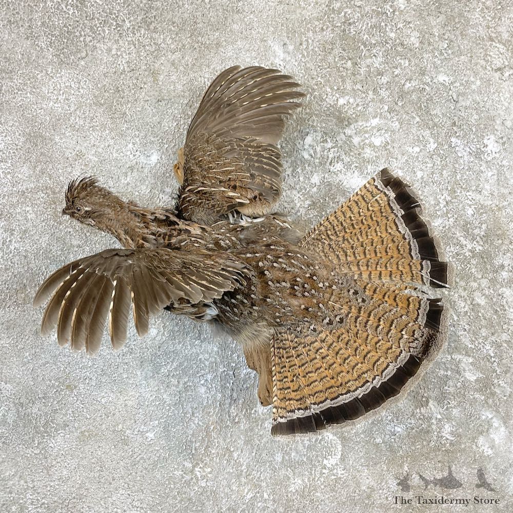 Ruffed Grouse Bird Mount For Sale #26578 @ The Taxidermy Store