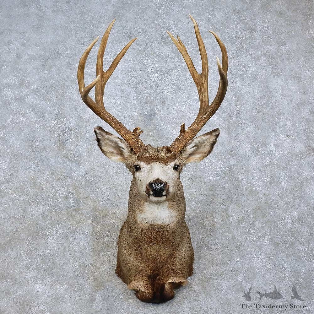 Mule Deer Taxidermy Shoulder Mount For Sale #15807 @ The Taxidermy Store
