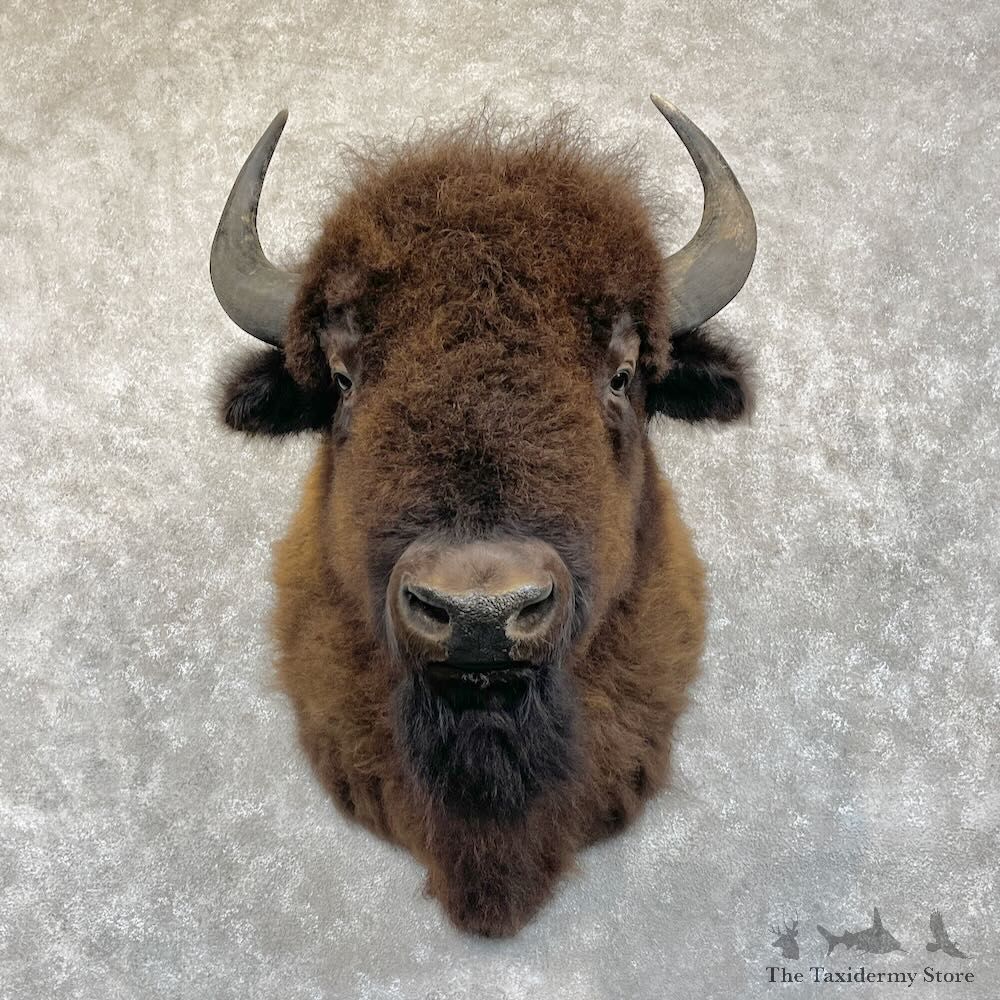 American Buffalo Bison Shoulder Mount For Sale #28530 @ The Taxidermy Store