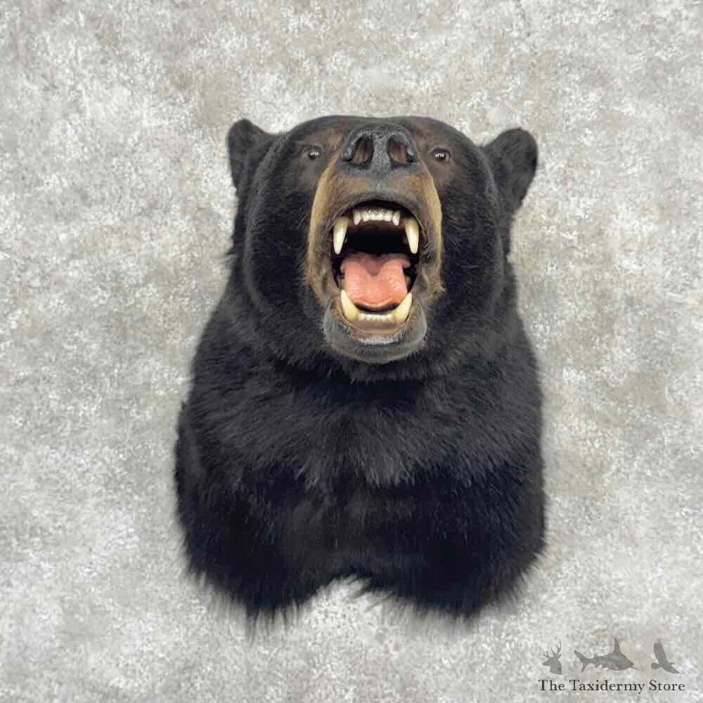 Black Bear Shoulder Mount For Sale #32194 @ The Taxidermy Store