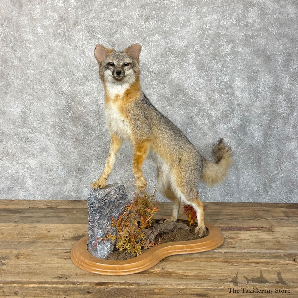 Grey Fox Life-Size Mount For Sale #28320 @ The Taxidermy Store
