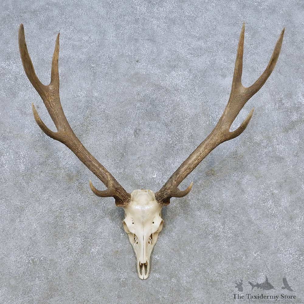Sika Deer Skull Antler European Mount For Sale #14550 @ The Taxidermy Store