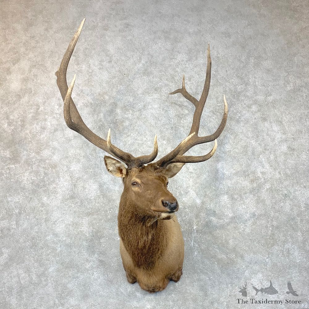 Rocky Mountain Elk Shoulder Mount For Sale #23691 @ The Taxidermy Store