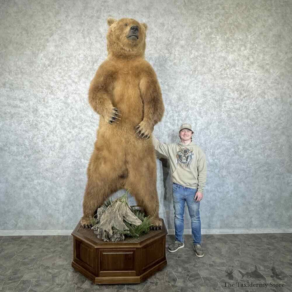 Alaskan Brown Bear Life-Size Mount For Sale #30334 @ The Taxidermy Store