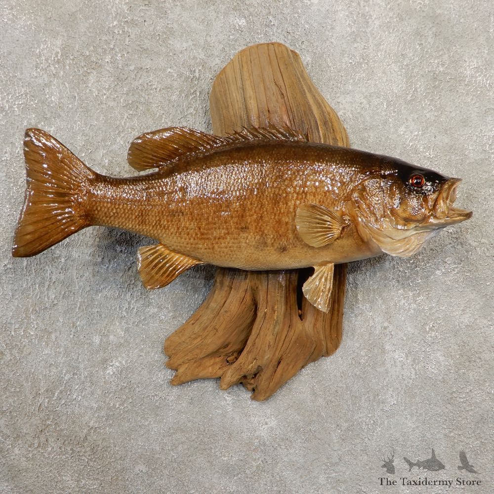 Smallmouth Bass Fish Mount For Sale #20852 @ The Taxidermy Store