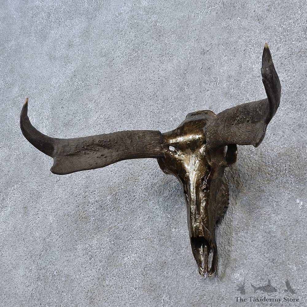 Pronghorn Skull & Horns European Mount For Sale #15637 @ The Taxidermy Store