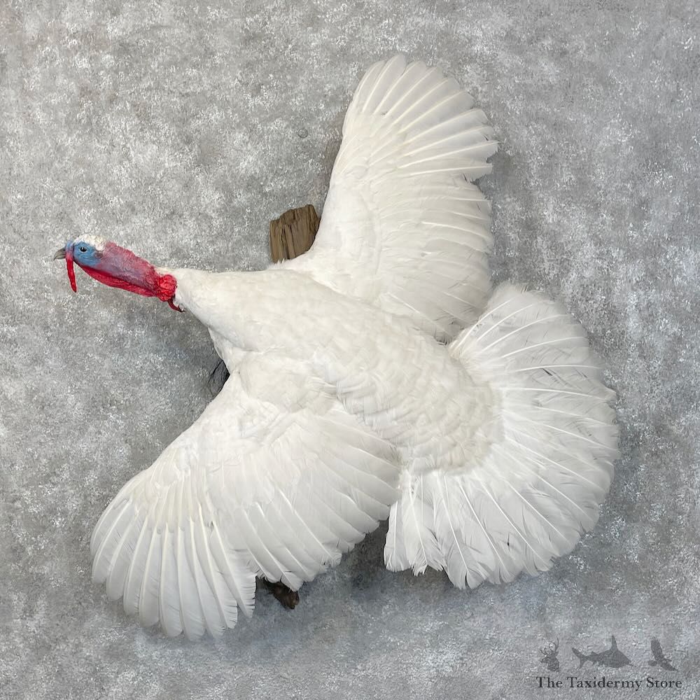 White Holland Turkey Bird Mount For Sale #28505 @ The Taxidermy Store