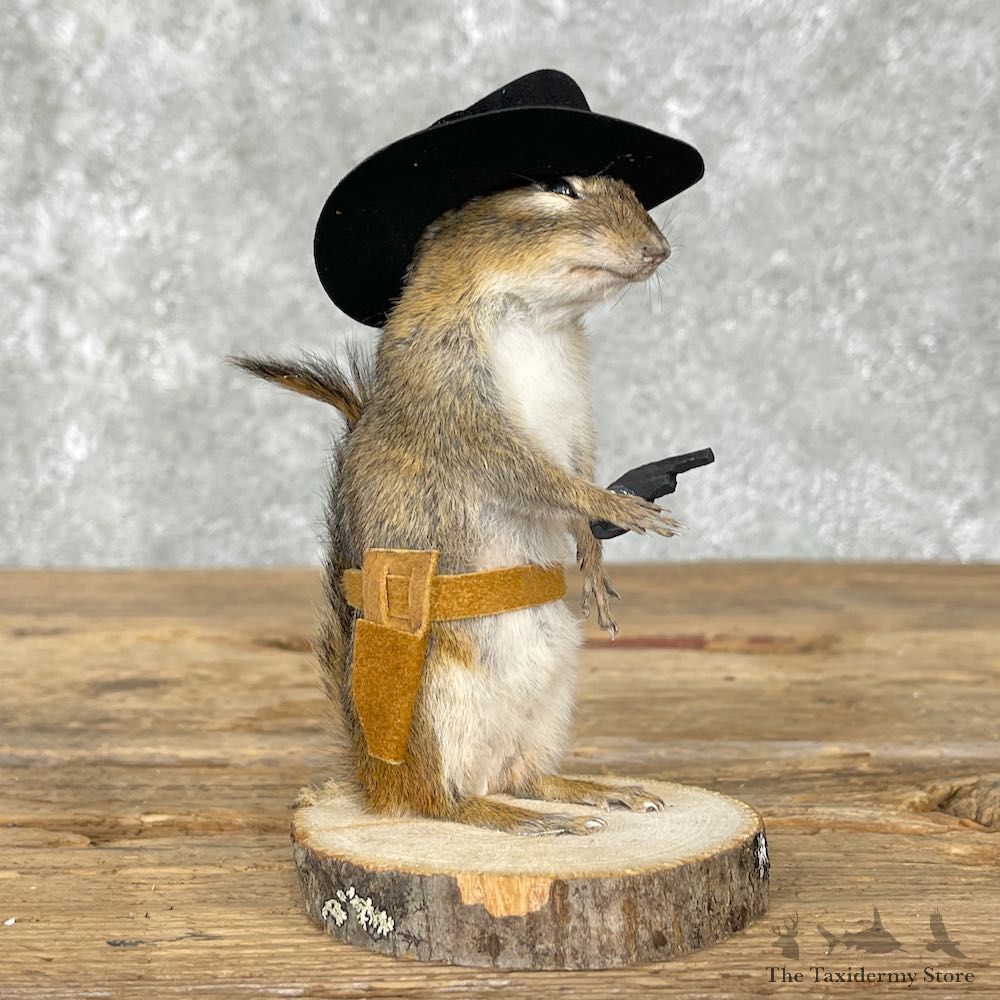 Cowboy Chipmunk Novelty Mount For Sale #25531 @ The Taxidermy Store