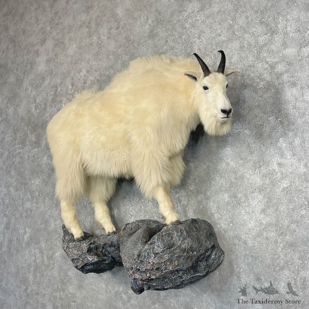 Mountain Goat Life-Size Mount For Sale #27657 @ The Taxidermy Store