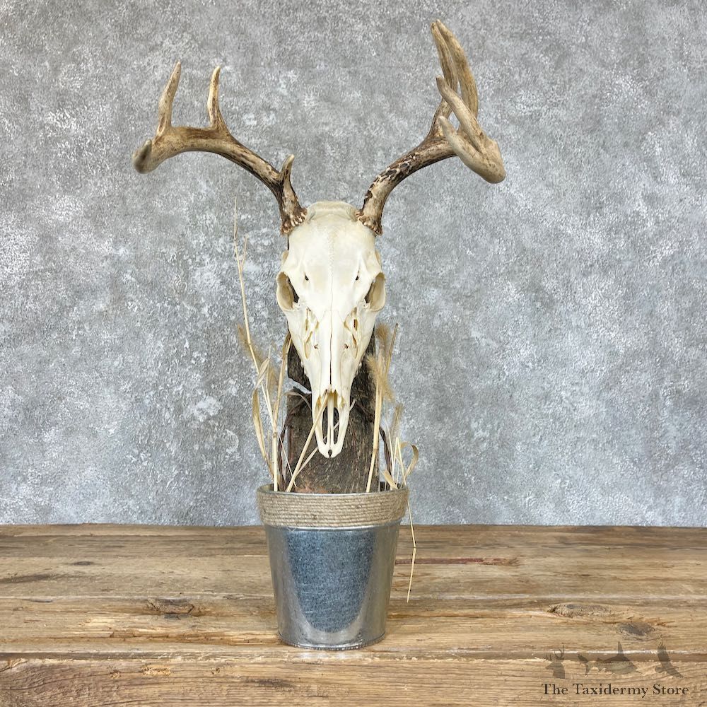 Whitetail Skull Scene Mount For Sale #26621 @ The Taxidermy Store