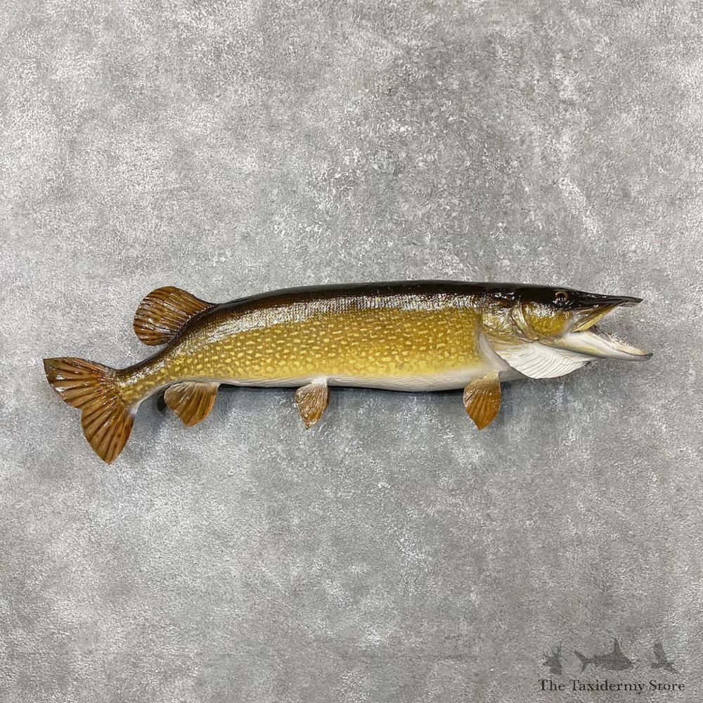 Northern Pike Fish Taxidermy Mount For Sale #24398 @ The Taxidermy Store