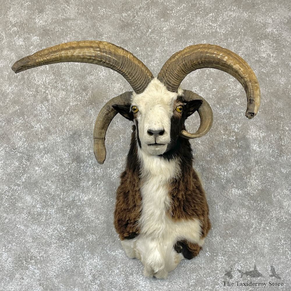 Jacobs Four Horn Cross Shoulder Mount For Sale #28179 @ The Taxidermy Store