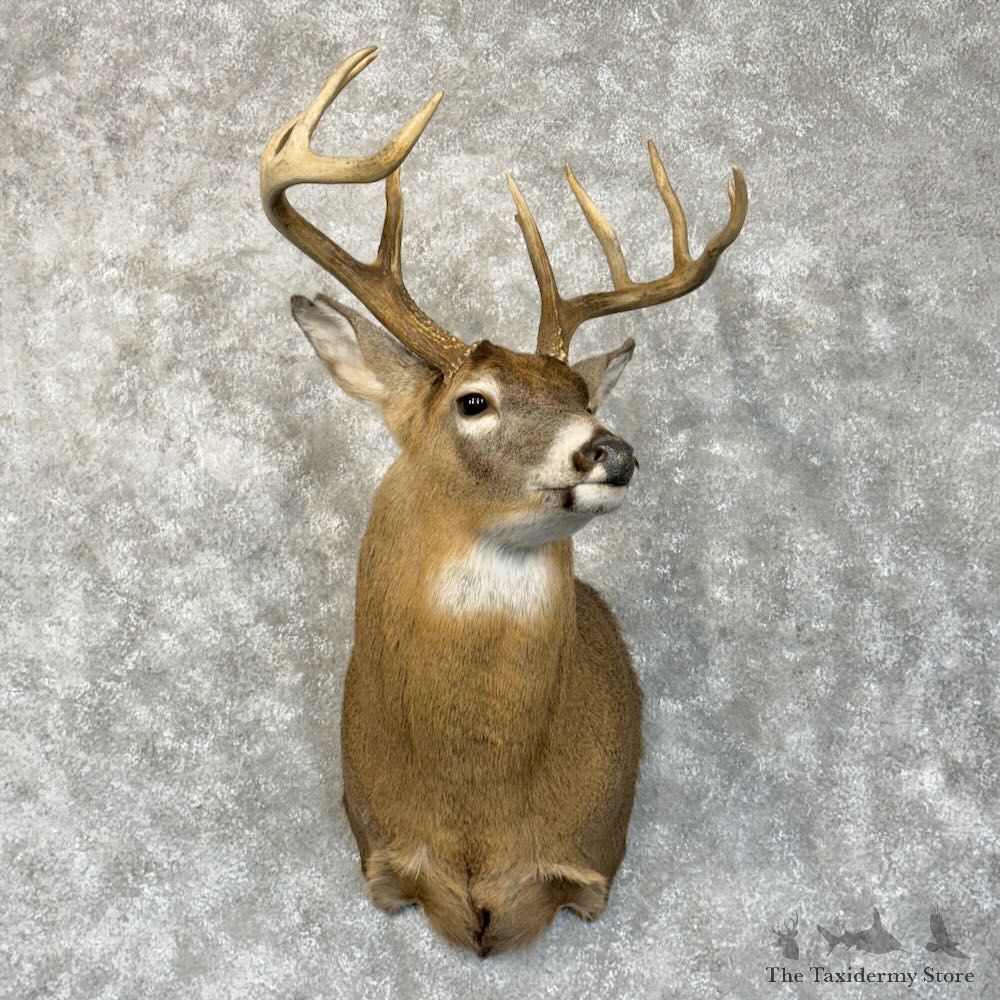 Whitetail Deer Shoulder Mount For Sale #28159 - The Taxidermy Store