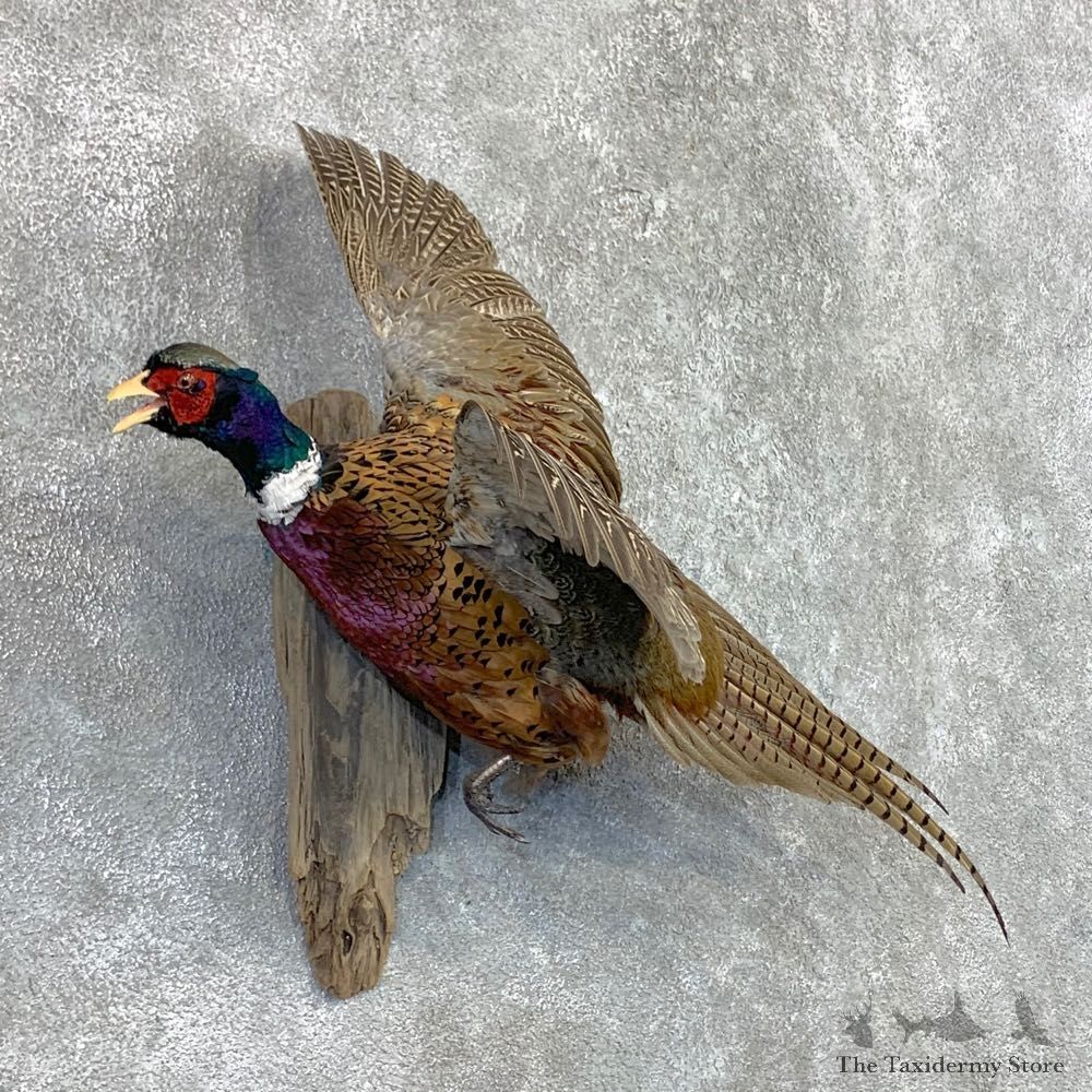 Ringneck Pheasant Bird Mount For Sale #22557 @ The Taxidermy Store