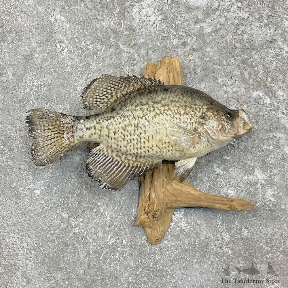 White Crappie Taxidermy Fish Mount For Sale #27308 @ The Taxidermy Store