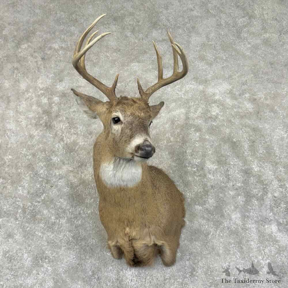 Whitetail Deer Shoulder Mount For Sale #31005 @ The Taxidermy Store